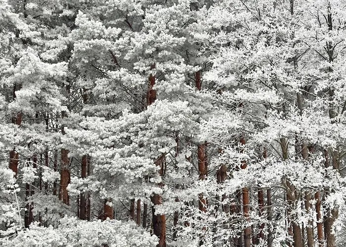 Hill & 3* פלאנגה